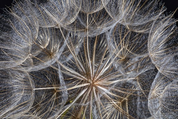 Western Salsify