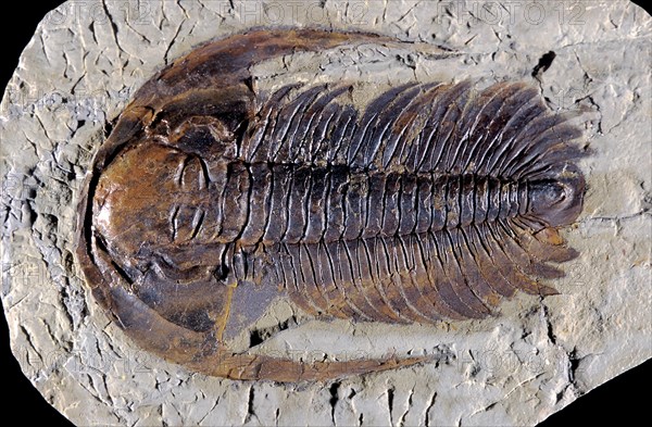 Trilobite Fossil