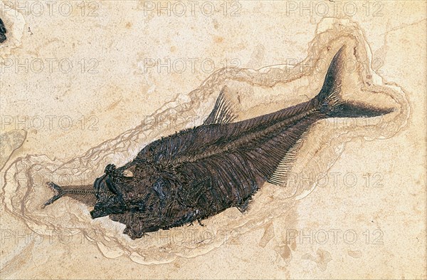 Fossil Fish Devouring Fish