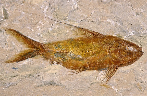 Deep Sea Fish Fossil