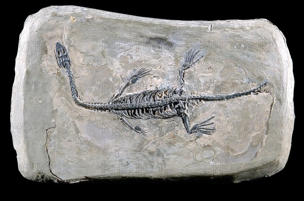 Pachypleurosaur keichousaurushui