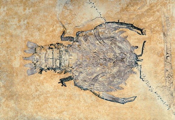 Distant Relative to the Spiny Lobster
