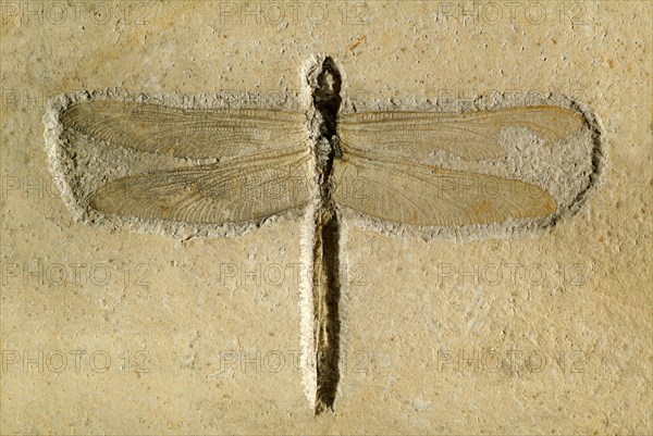 Fossil Dragonfly