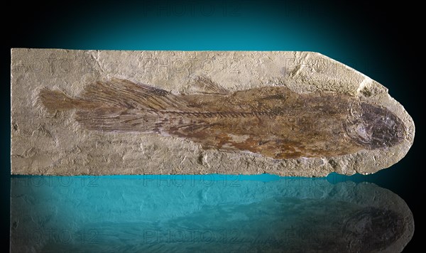 Coelacanth Fossil