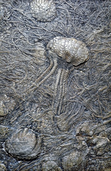 Crinoid Fossils