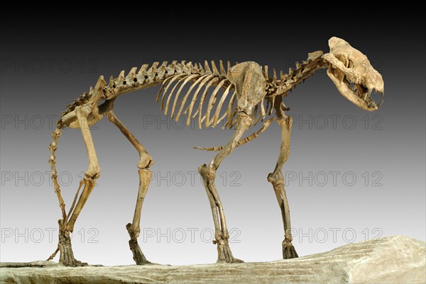 Daphoenodon superbus