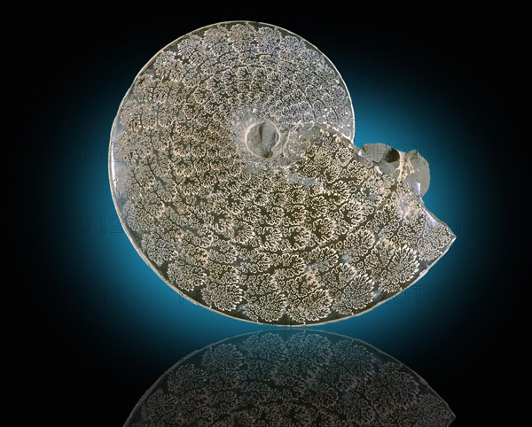 Fossil Ammonite