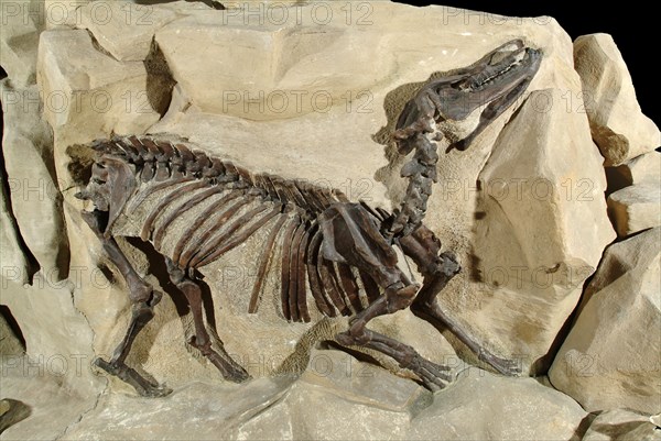 Fossil Titanothere