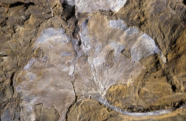Ginko Leaf Fossil