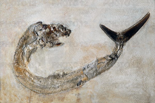 Fossil fish