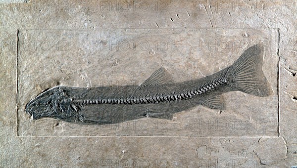 Fossil Fish