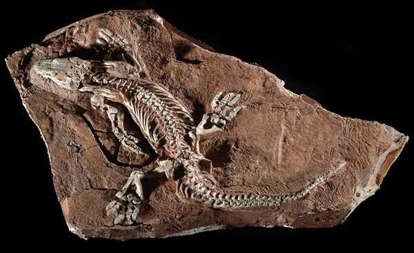 Fossil Reptile