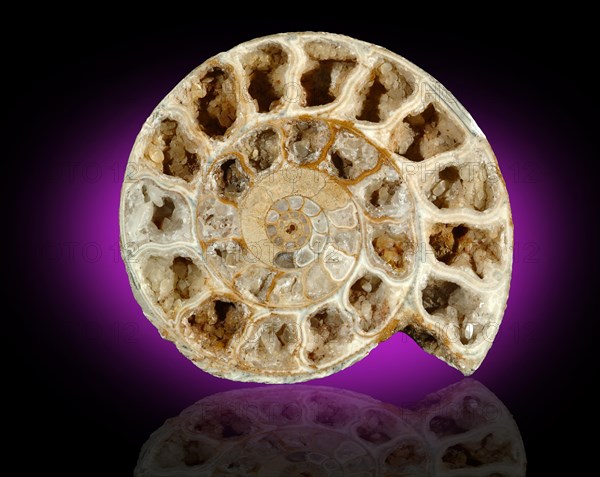 Fossil Ammonite Cross Section w/Calcite Xls