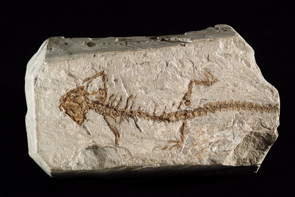 Salamander-Like Fossil