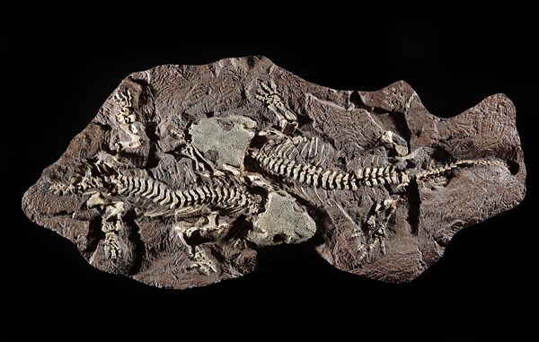 Fossil Amphibian