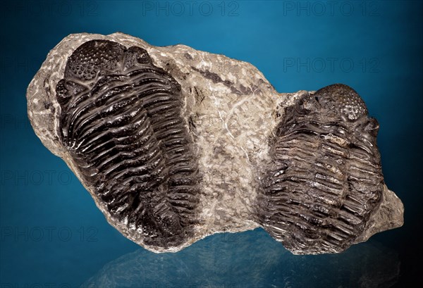 Trilobites in Matrix