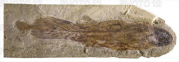 Coelacanth Fossil