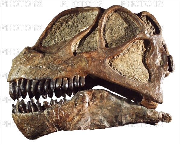 Fossil Sauropod Skull