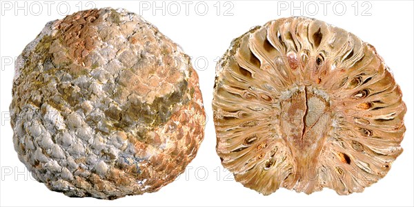 Pine Cone Fossil