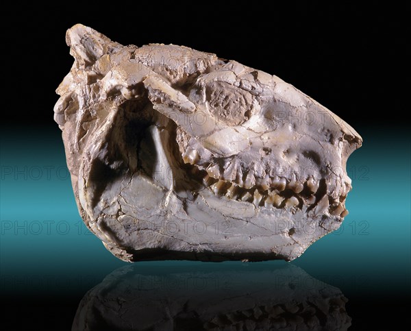 Oreodont Fossil