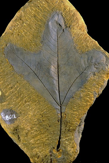 Sassafras Leaf Fossil