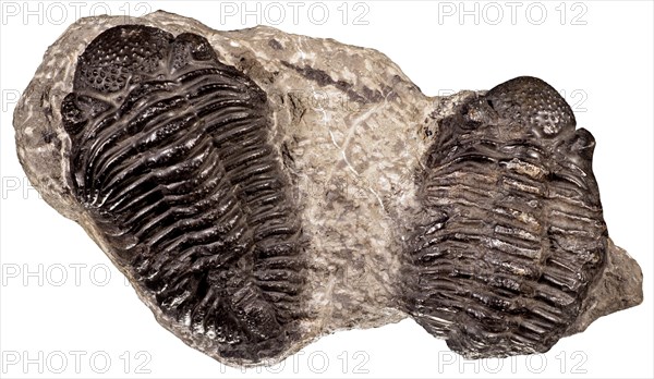 Trilobites