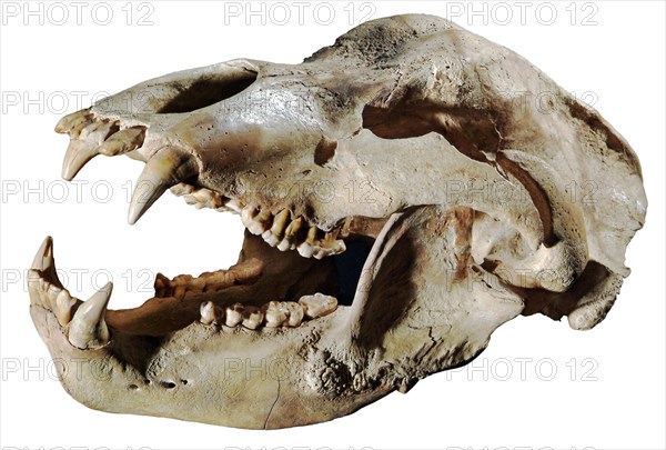 Cave Bear