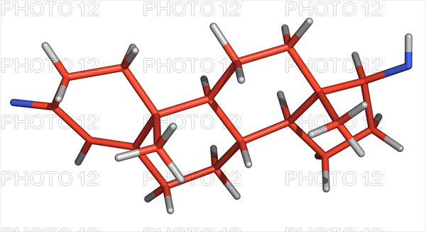 Testosterone is a hormone essential to both males and females