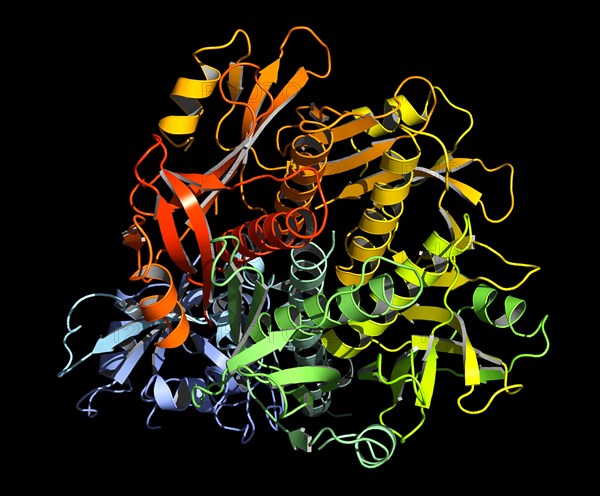 OXY-MYOGLOBIN Molecule