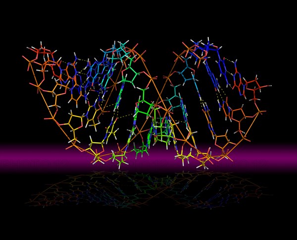 Deoxyribonucleic acid