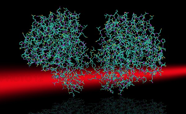 Structural Model of the H1N1 Swine Flu Virus