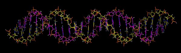 Deoxyribonucleic acid