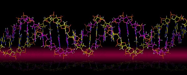 Deoxyribonucleic acid