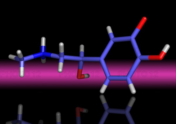 Adrenaline is a hormone synthesized in the adrenal medulla