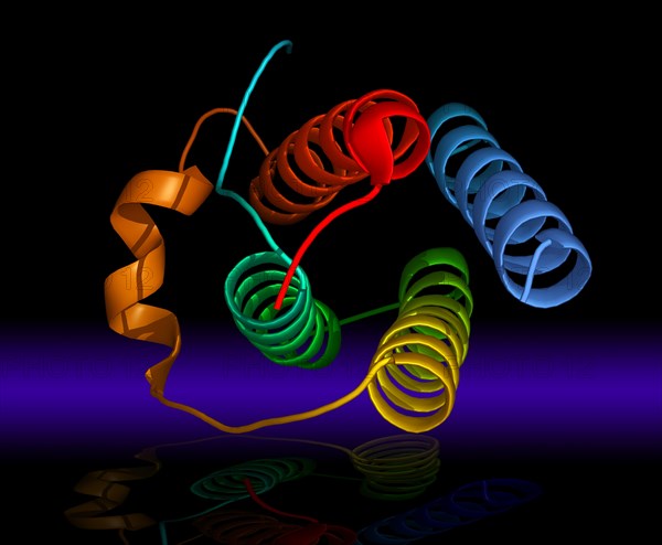 Leptin is a 16 kDa protein hormone that plays a key role in regulating energy intake and energy expenditure