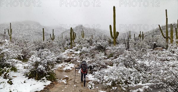 Sabino Canyon Saguaros in Snow