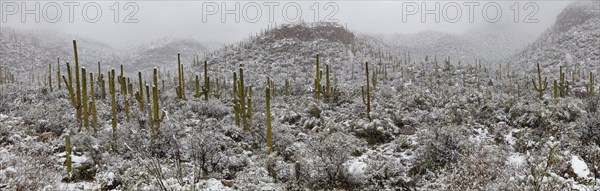 Sabino Canyon Saguaros in Snow