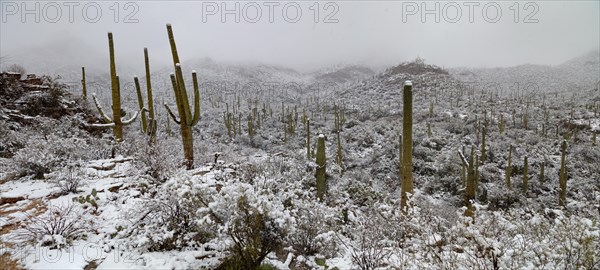 Sabino Canyon Saguaros in Snow