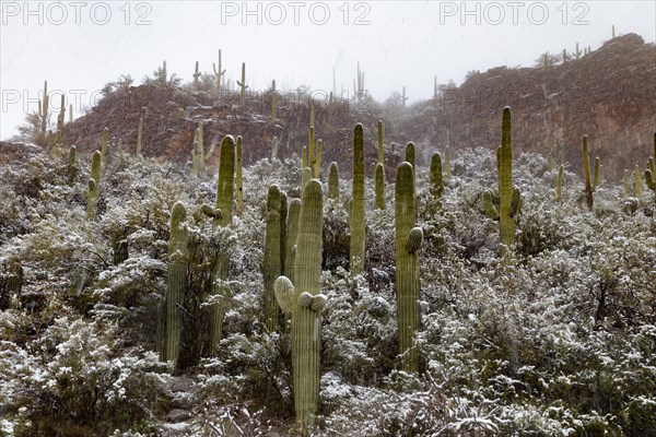 Sabino Canyon Saguaros in Snow