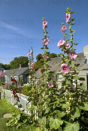 Flowering Hollyhocks