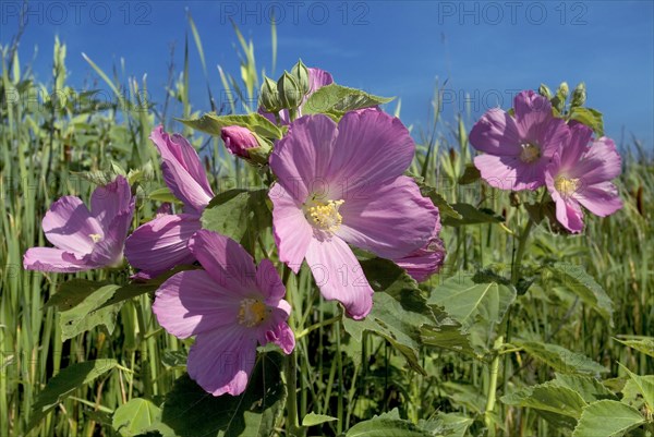 Swamp Rose Mallow