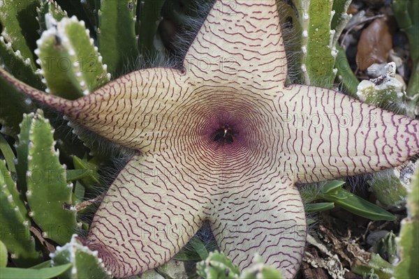 is a flowering plant in the Stapelia genus. It is commonly referred to as the Carrion Plant