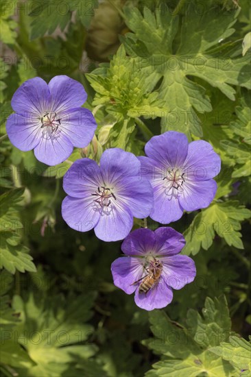 Cranesbill Geranium