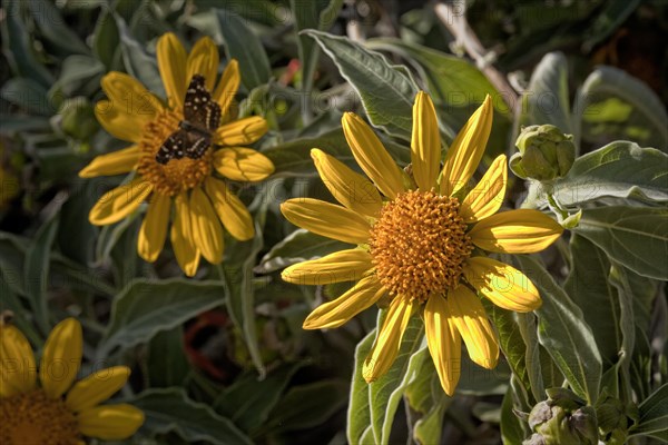 Mexican Sunflower