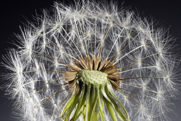 Dandylion Seeds Study