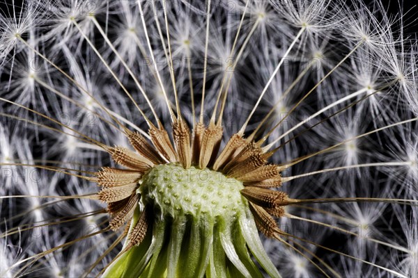 Dandylion Seeds Study