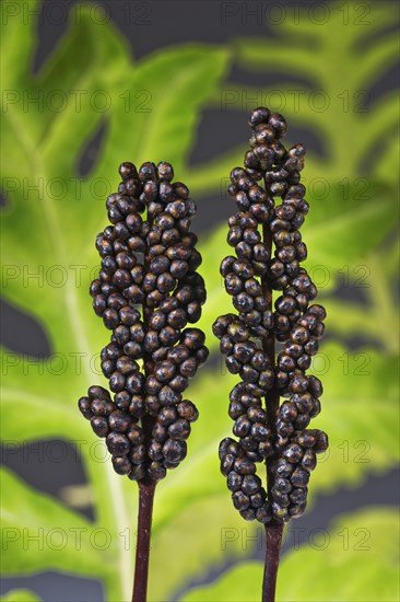 Sensitive Fern Showing Fertile Fronds