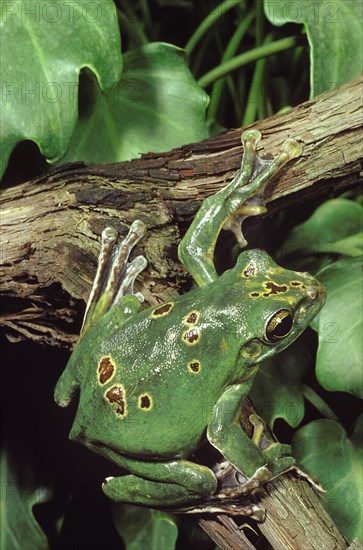 Chinese Gliding Frog