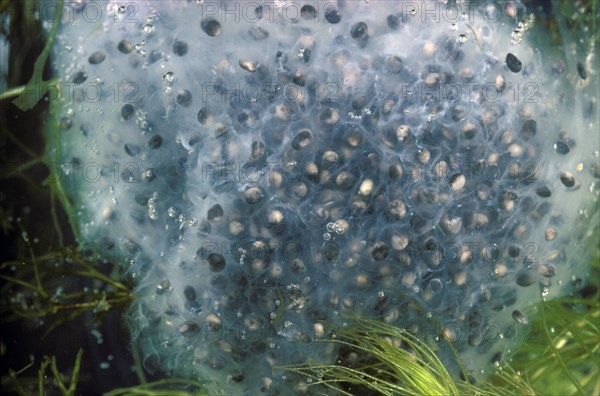 Bull Frog Egg Mass