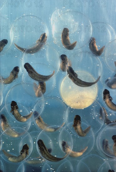 Bull Frog Tadpoles in Eggs